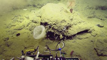 Media type: image;   Invertebrate Zoology 153111 Description: live specimen;